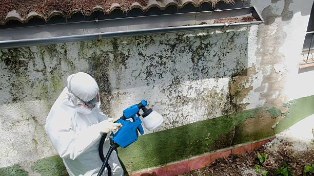 Trusted Commercial Mold Remediation service in Madison, IL - Cheap Mold Removal